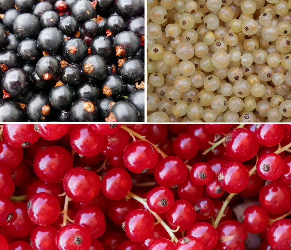 Johannisbeer-Set Sommerbeeren, 3-teilig