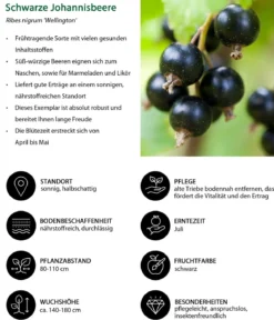 Johannisbeer-Set Sommerbeeren, 3-teilig