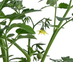 Johannisbeertomate 'Tomberry® Red'