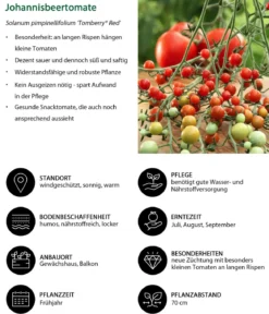 Johannisbeertomate 'Tomberry® Red'