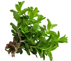Johanniskraut