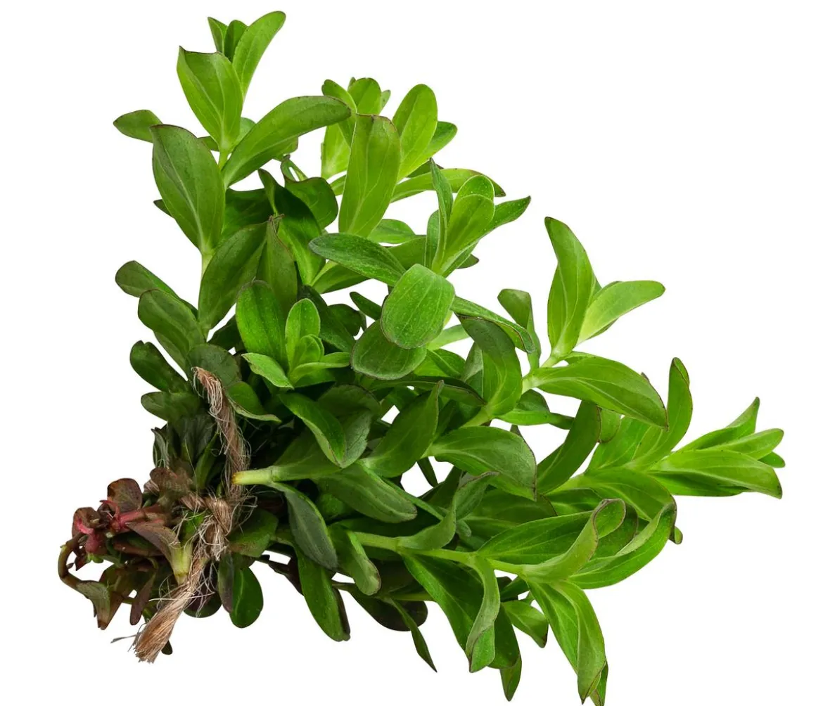 Johanniskraut
