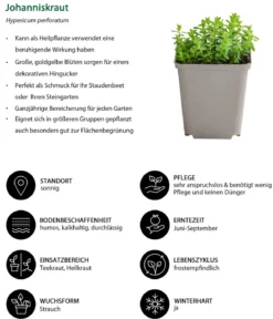 Johanniskraut