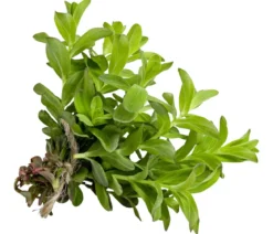 Johanniskraut