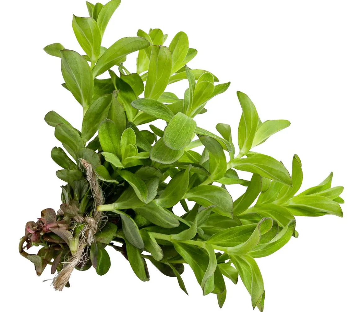 Johanniskraut