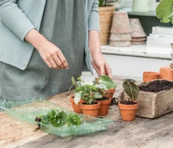 Jungpflanzen-Set Philodendron, 3-teilig