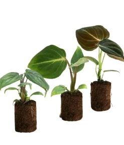 Jungpflanzen-Set Philodendron, 3-teilig