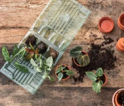 Jungpflanzen-Set Philodendron, 3-teilig