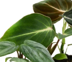 Jungpflanzen-Set Philodendron, 3-teilig