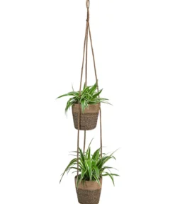 Juteampel-Duo mit Grünlilie - Chlorophytum comosum 'Ocean'