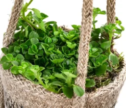 Juteampel-Duo mit Kanonierblume - Pilea depressa