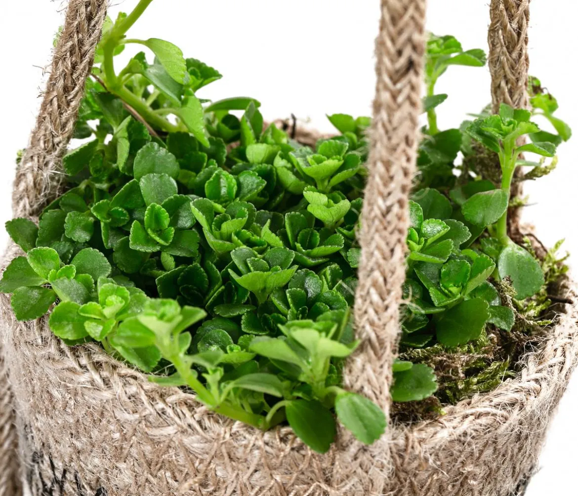 Juteampel-Duo mit Kanonierblume - Pilea depressa