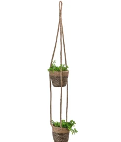 Juteampel-Duo mit Kanonierblume - Pilea depressa
