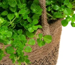 Juteampel-Solo mit Kanonierblume - Pilea depressa
