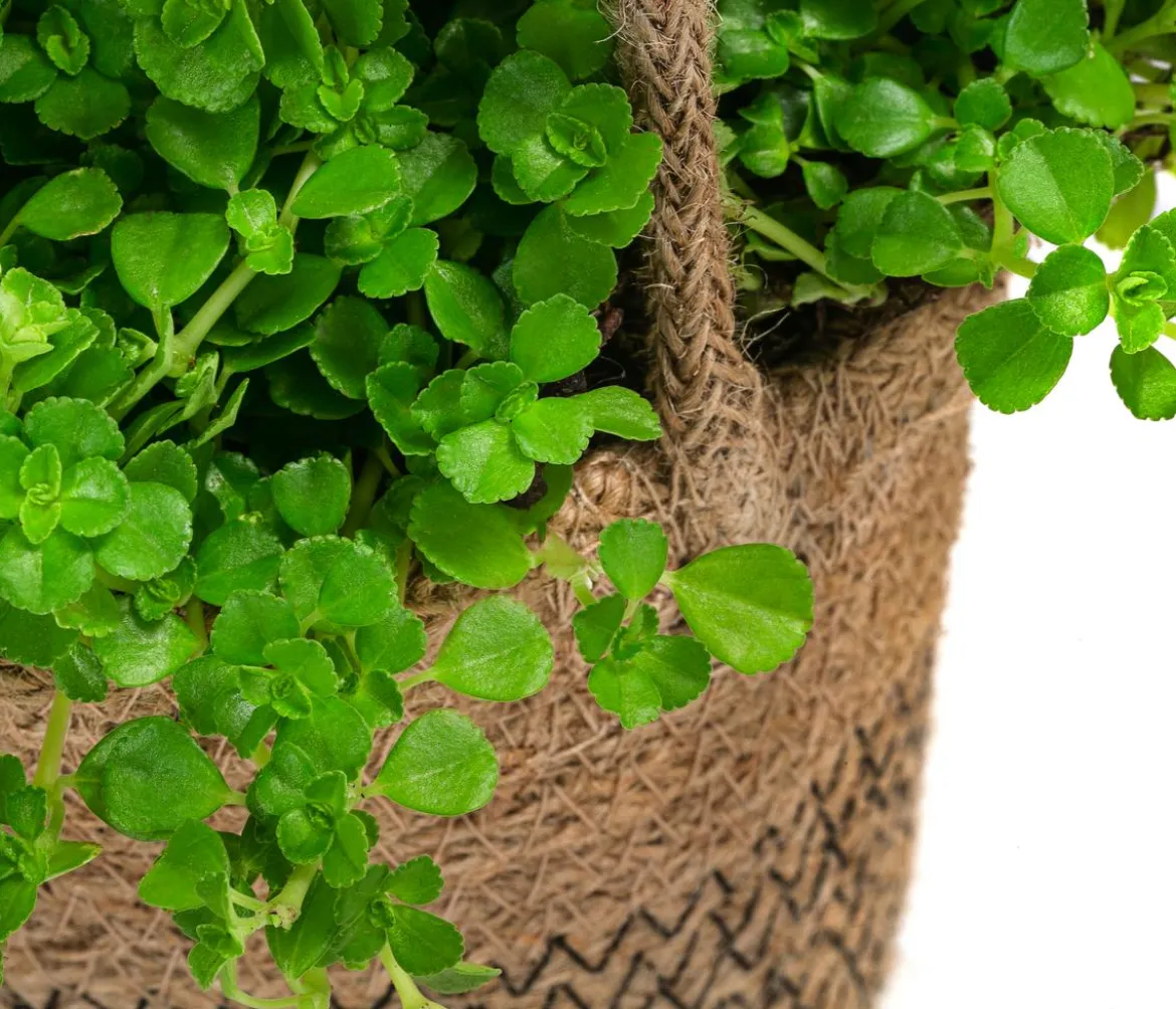 Juteampel-Solo mit Kanonierblume - Pilea depressa
