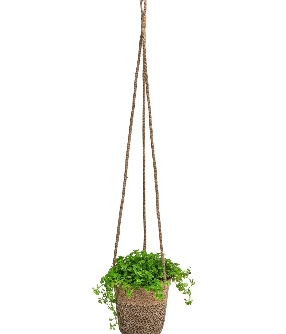 Juteampel-Solo mit Kanonierblume - Pilea depressa