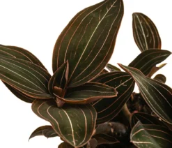 Juwelorchidee - Ludisia discolor