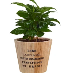 Kaffeepflanze - Coffea arabica, in Holztopf
