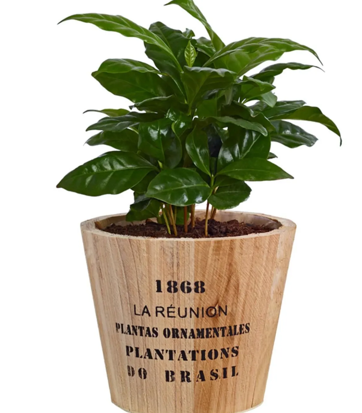 Kaffeepflanze - Coffea arabica, in Holztopf