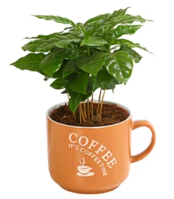 Kaffeepflanze - Coffea arabica, verschiedene Sorten, in Keramik