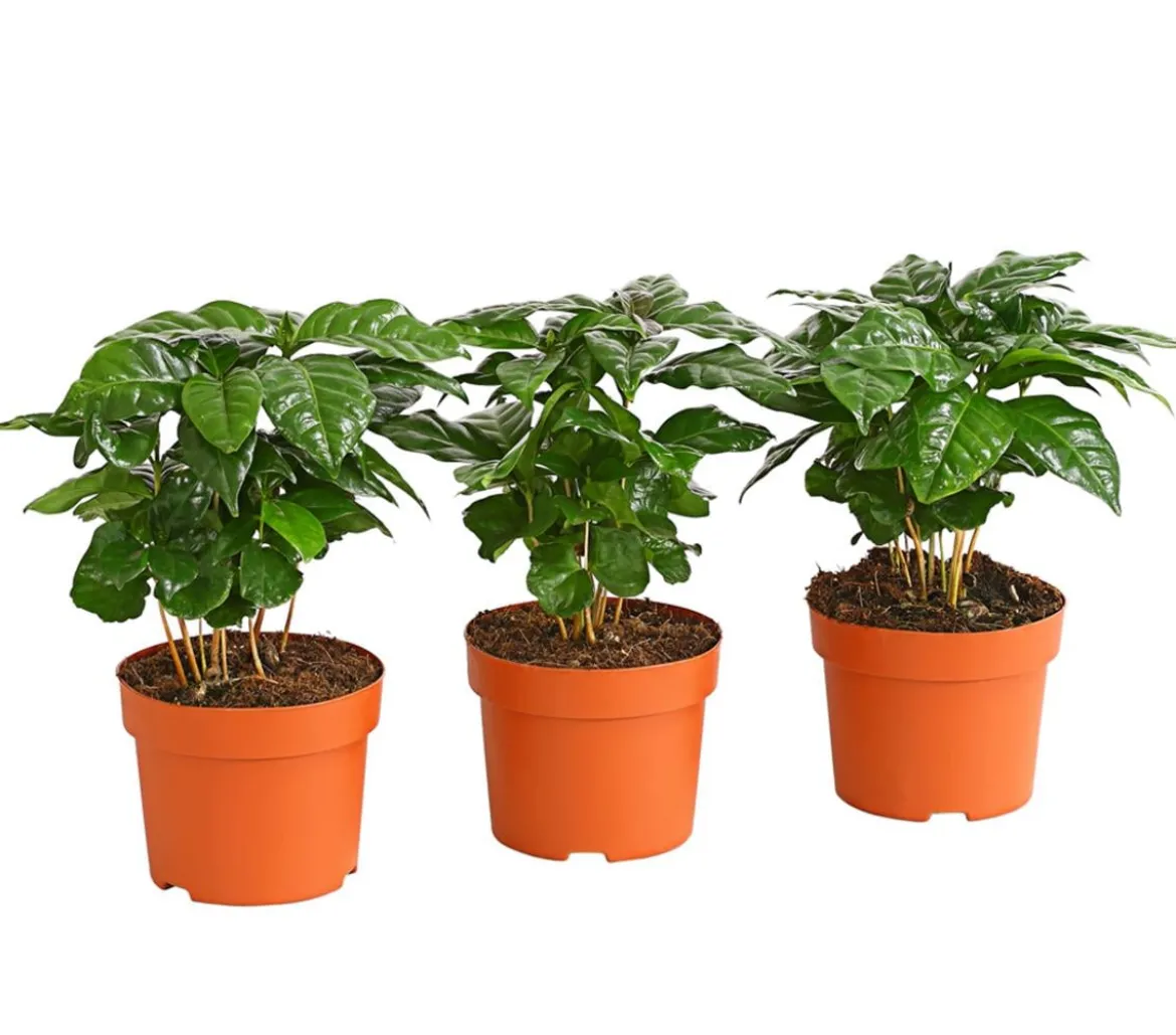 Kaffeepflanze - Coffea arabica, 3er-Set