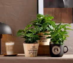 Kaffeepflanze - Coffea arabica