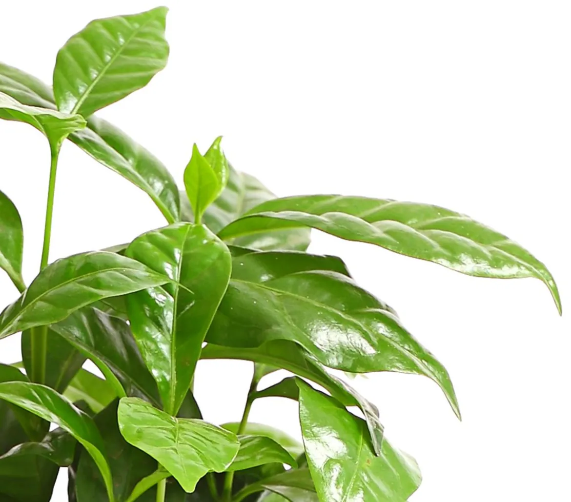 Kaffeepflanze - Coffea arabica