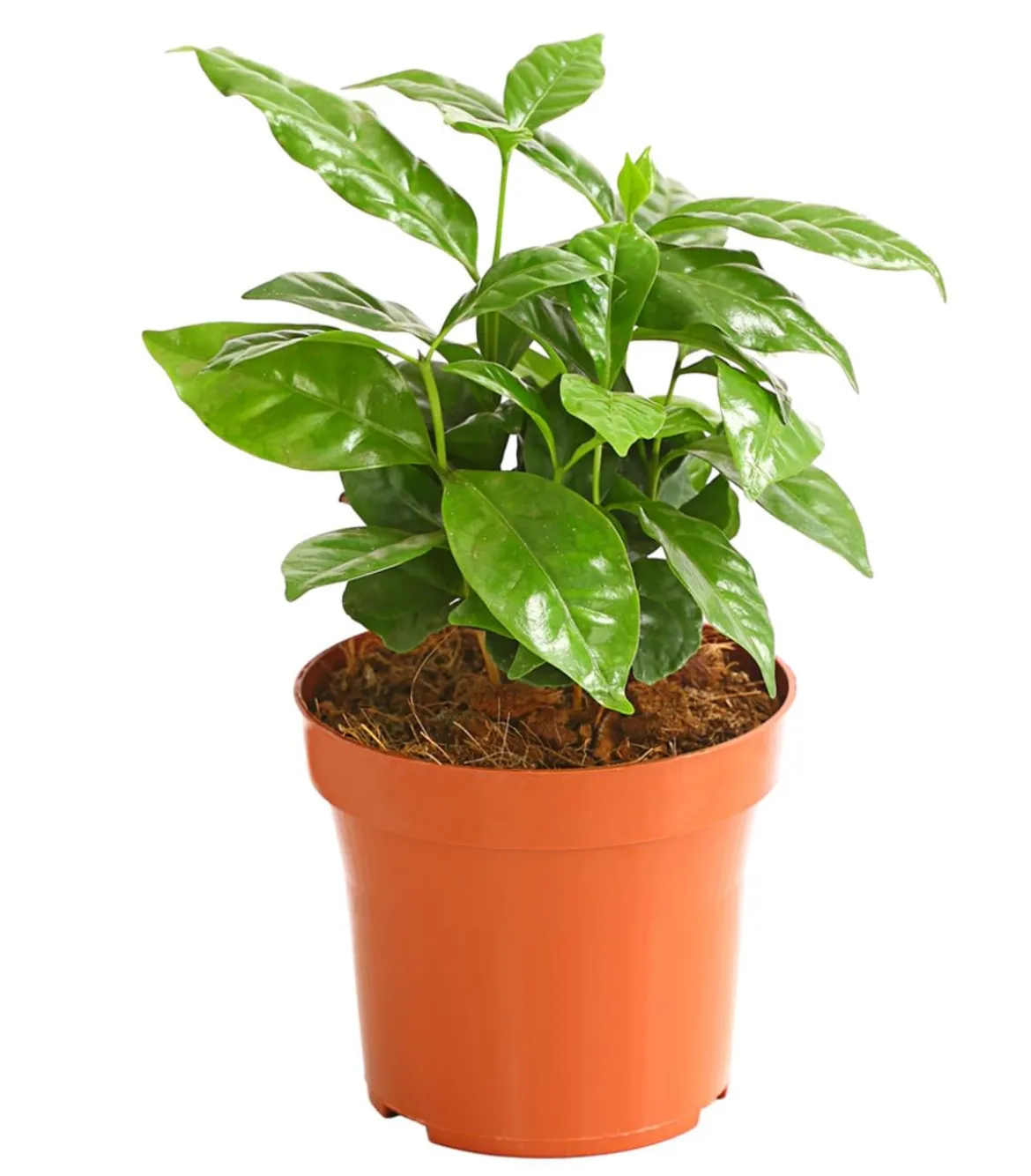 Kaffeepflanze - Coffea arabica