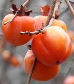 Kaki 'Rojo Brillante'