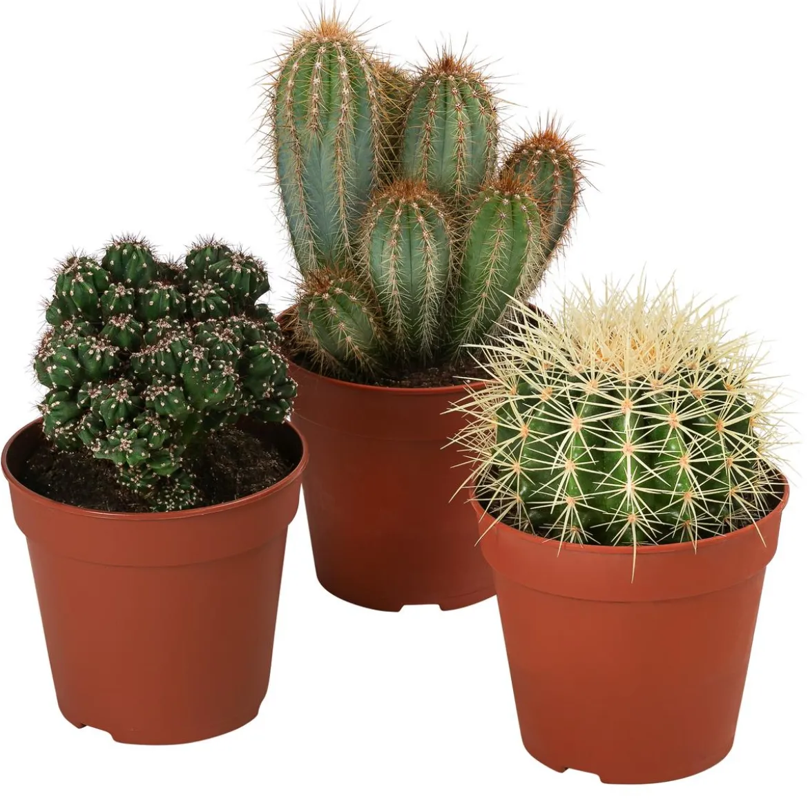 Kakteen-Set - Cactaceae, verschiedene Sorten, 3-teilig