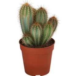 Kakteen-Set - Cactaceae, verschiedene Sorten, 3-teilig