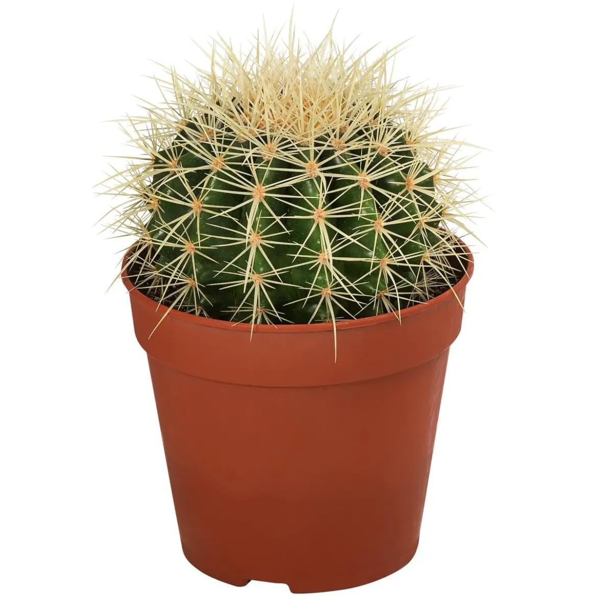 Kakteen-Set - Cactaceae, verschiedene Sorten, 3-teilig
