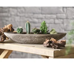 Kakteen-Set - Cactaceae, verschiedene Sorten