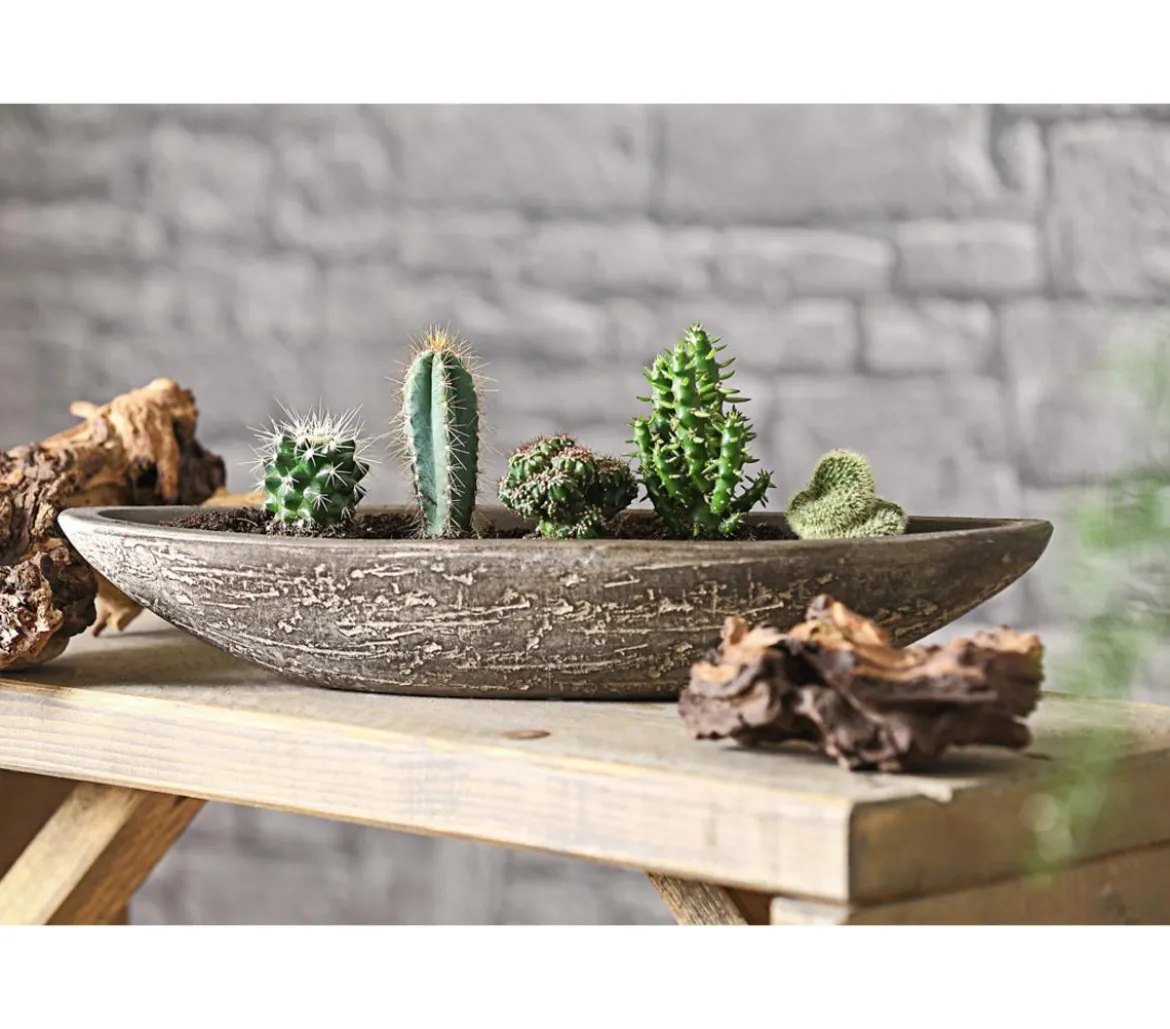 Kakteen-Set - Cactaceae, verschiedene Sorten