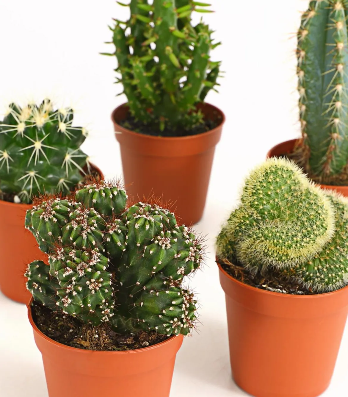 Kakteen-Set - Cactaceae, verschiedene Sorten