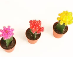Kakteen-Set Veredelte Kakteen - Gymnocalycium Hybriden, 3-teilig