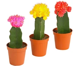 Kakteen-Set Veredelte Kakteen - Gymnocalycium Hybriden, 3-teilig