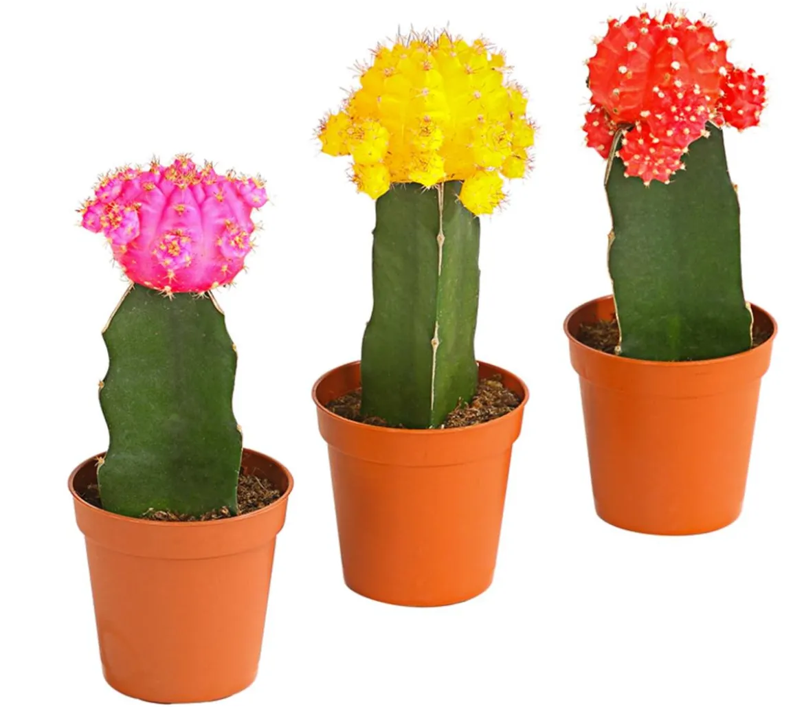 Kakteen-Set Veredelte Kakteen - Gymnocalycium Hybriden, 3-teilig