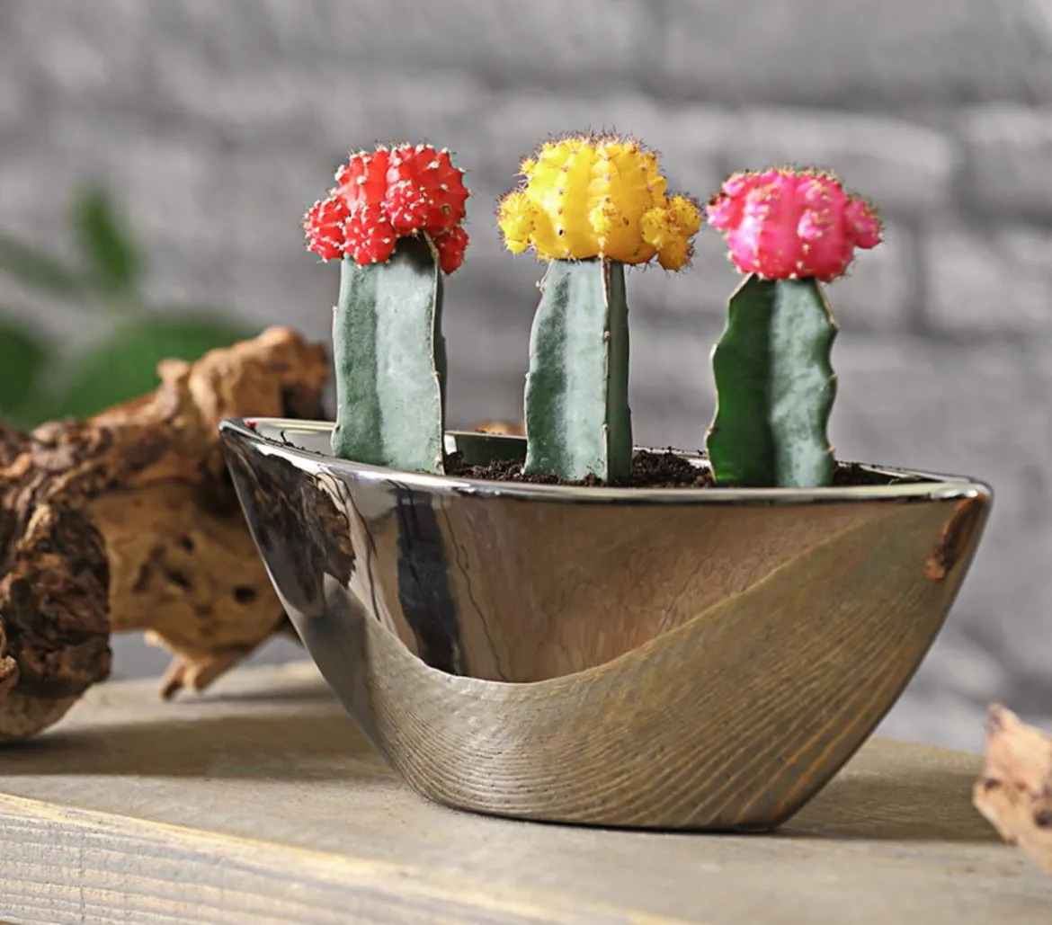 Kakteen-Set Veredelte Kakteen - Gymnocalycium Hybriden, 3-teilig