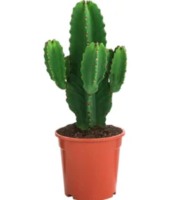 Kaktus-Wolfsmilch - Euphorbia ingens