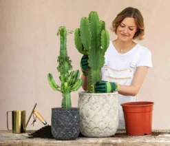 Kaktus-Wolfsmilch - Euphorbia ingens