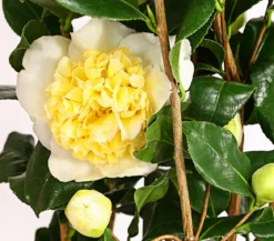Kamelie, 3l