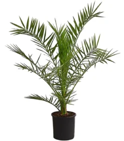 Kanarische Dattelpalme