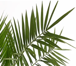 Kanarische Dattelpalme