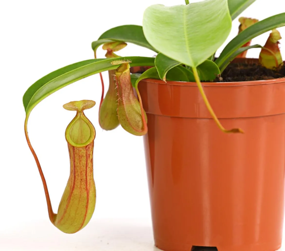 Kannenpflanze - Nepenthes