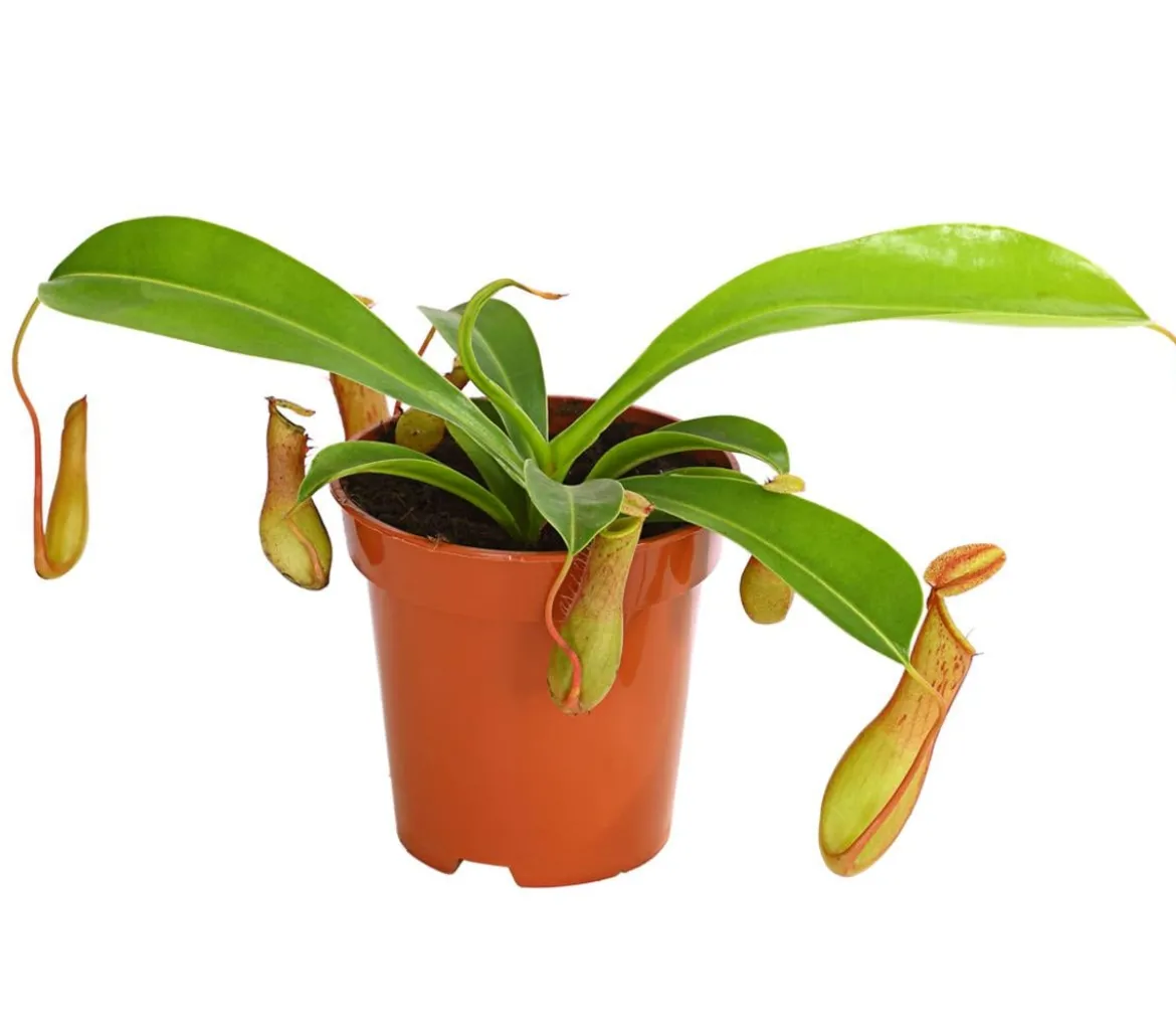 Kannenpflanze - Nepenthes