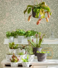 Kannenpflanze - Nepenthes alata, Ampel groß