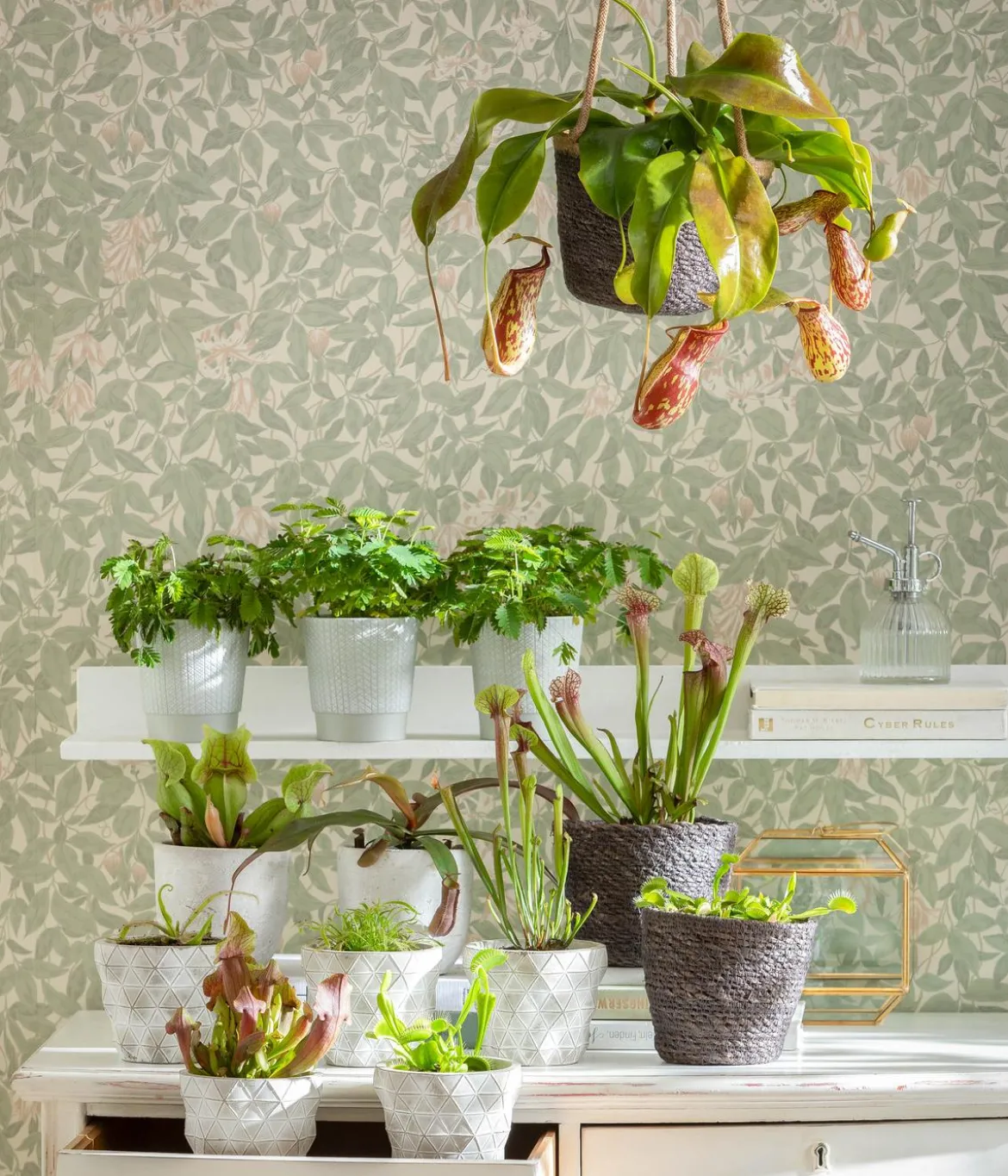 Kannenpflanze - Nepenthes alata, Ampel groß