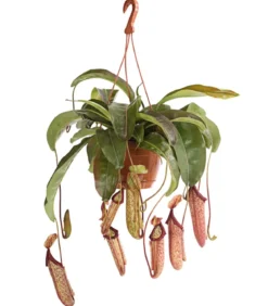 Kannenpflanze - Nepenthes alata, Ampel groß
