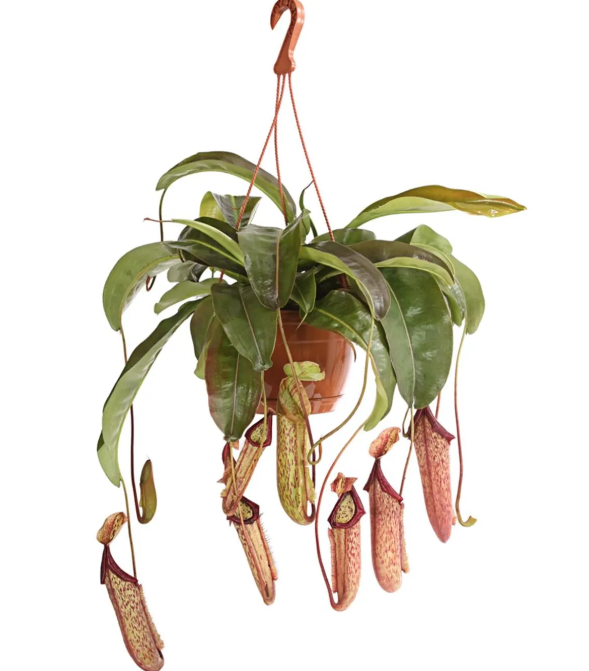 Kannenpflanze - Nepenthes alata, Ampel groß